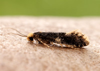 12.037 BF228 Monopis weaverella