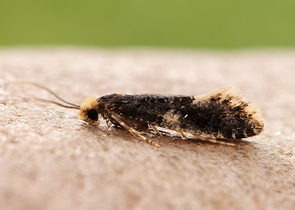 12.037 BF228 Monopis weaverella