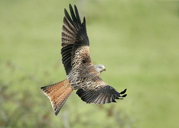 Red Kite Milvus milvus
