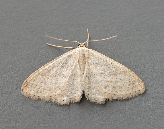 70.009 BF1709 Satin Wave Idaea subsericeata