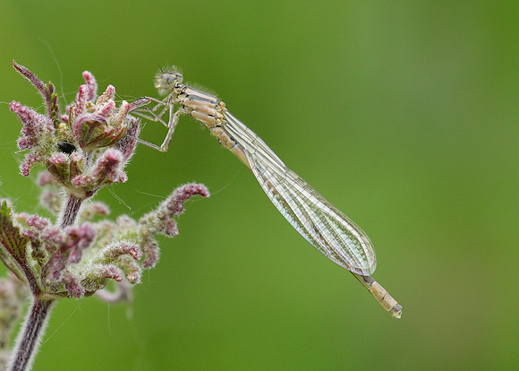 Common Blue Damsefly Enallagma cyathigerum