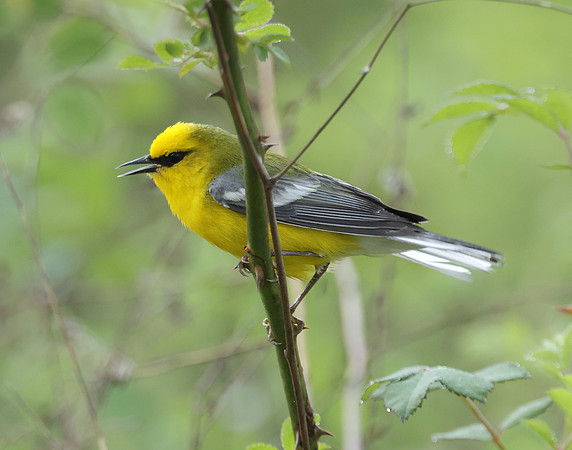Blue-winged Warbler Vermivora cyanoptera