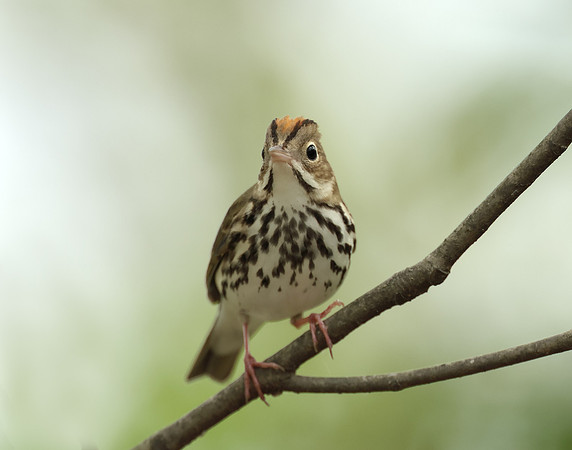 Ovenbird Seiurus aurocapilla