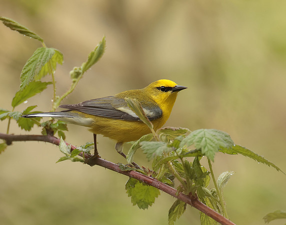 Blue-winged Warbler Vermivora cyanoptera