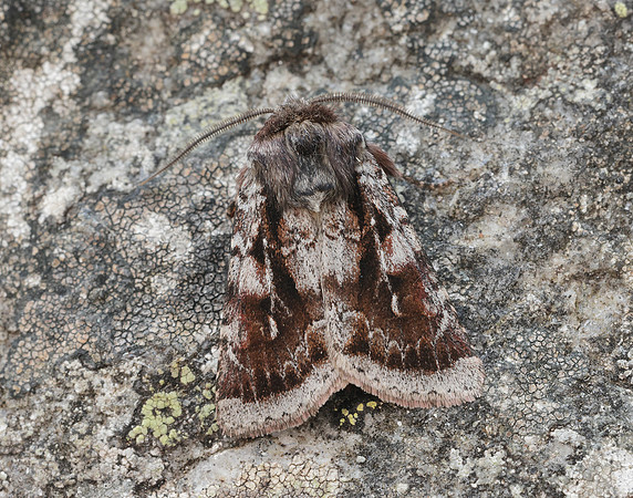 73.363 BF2125 Northern Dart Xestia alpicola