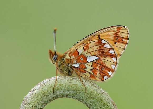 Pearl-Bordered Fritillary Boloria euphrosyne