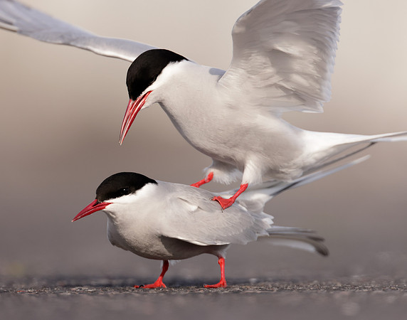 Arctic Tern Sterna paradisaea