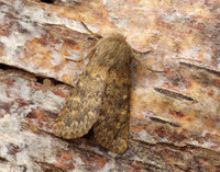 73.234 BF2229 Brindled Ochre Dasypolia templi