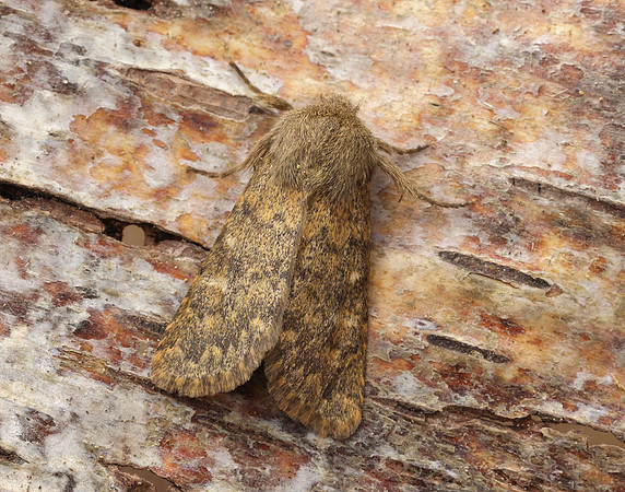 73.234 BF2229 Brindled Ochre Dasypolia templi