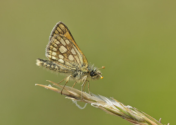 Chequered Skipper Carterocephalus palaemon