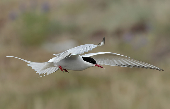Arctic Tern Sterna paradisaea