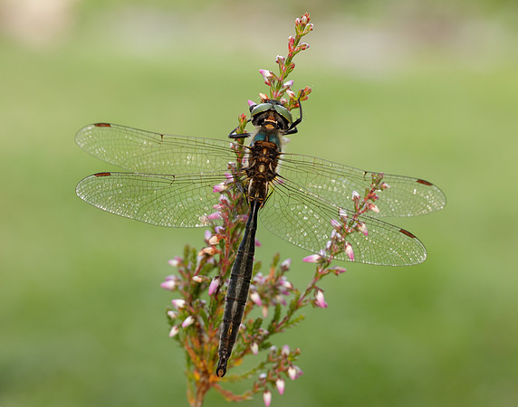 Northern Emerald Somatochlora arctica