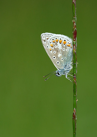 Common Blue Polyommatus icarus