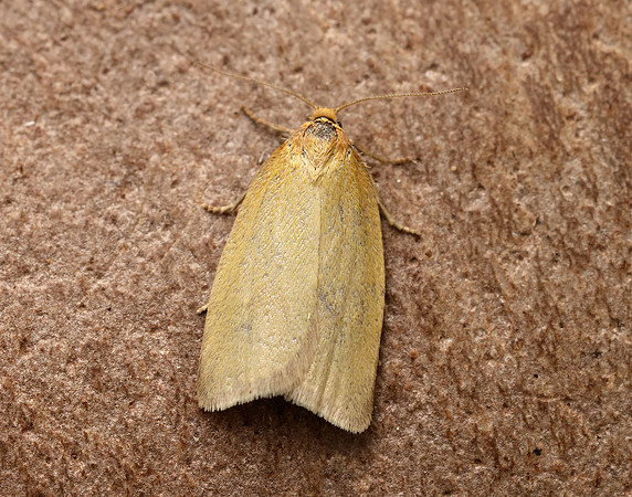 49.031 BF989 Timothy Tortrix Aphelia paleana