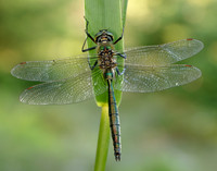 Brilliant Emerald Somatochlora metallica