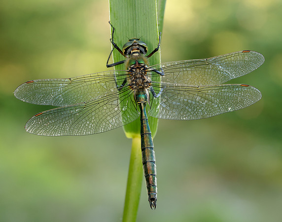 Brilliant Emerald Somatochlora metallica