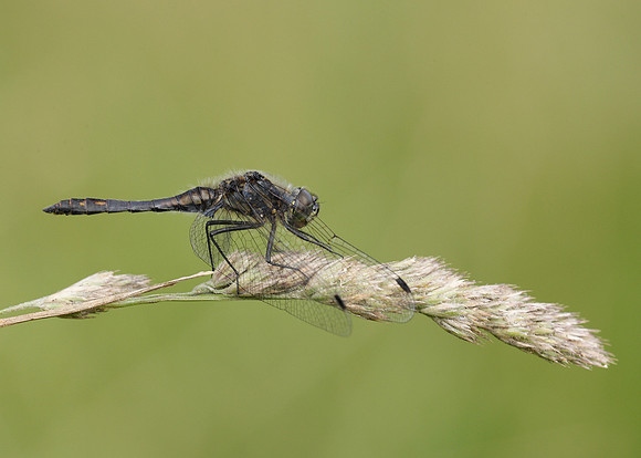 Black Darter Sympetrum danae