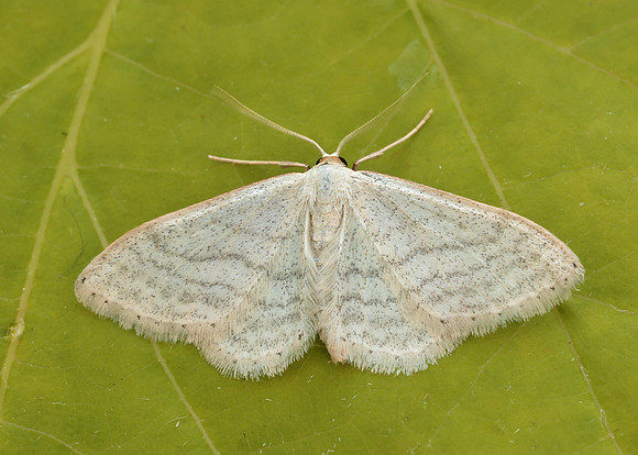 70.009 BF1709 Satin Wave Idaea subsericeata