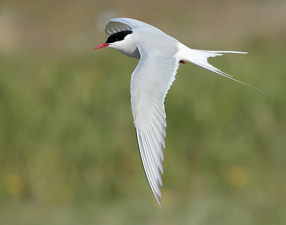 Arctic Tern Sterna paradisaea