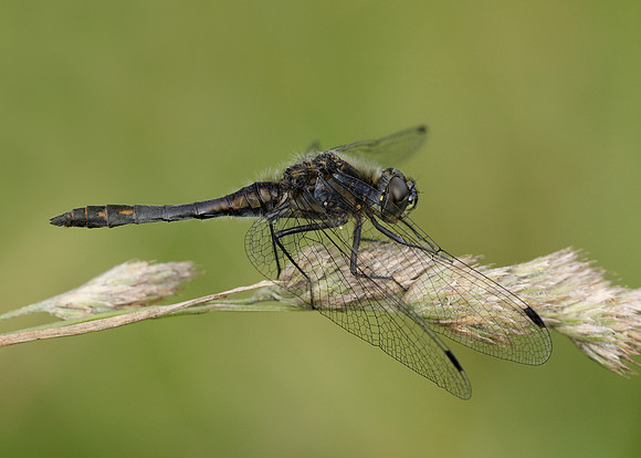 Black Darter Sympetrum danae