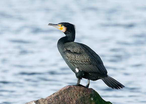 Cormorant Phalocrocorax carbo
