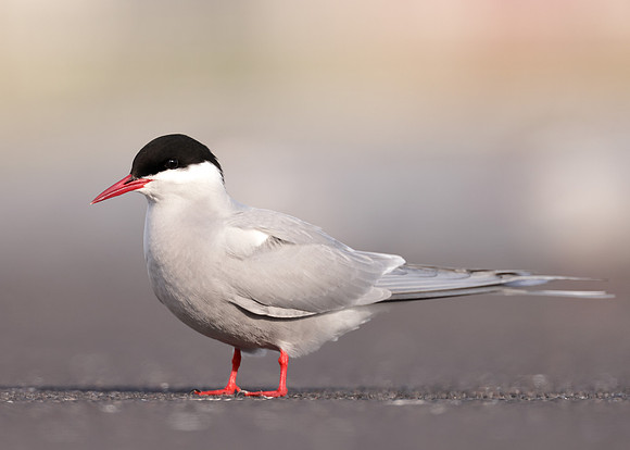 Arctic Tern Sterna paradisaea