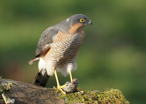 Sparrowhawk Accipiter nisus