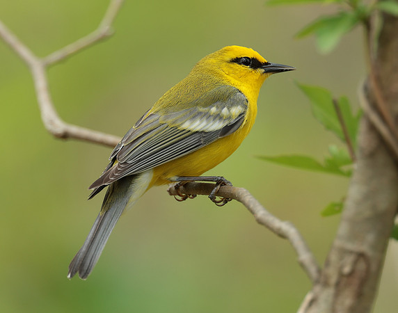 Blue-winged Warbler Vermivora cyanoptera