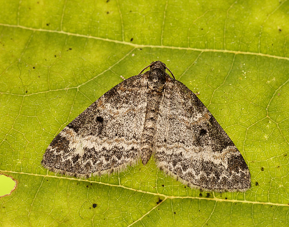 70.199 BF1882 Small Seraphim Pterapherapteryx sexalata