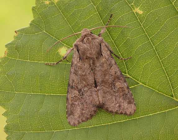 73.158 BF2334 Rustic Shoulder-knot Apamea sordens