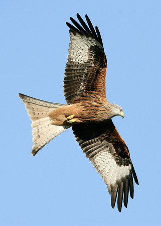 Red Kite Milvus milvus
