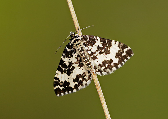 70.120 BF1787 Argent & Sable Rheumaptera hastata hastata