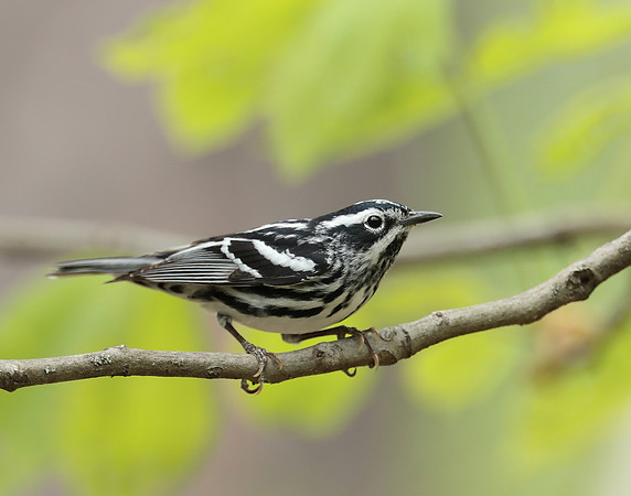 Black & White Warbler Mniotilta varia