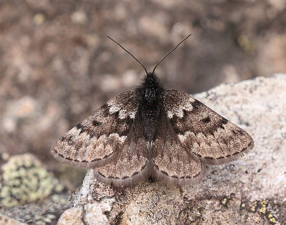 70.289 BF1965 Black Mountain Moth Glacies coracina