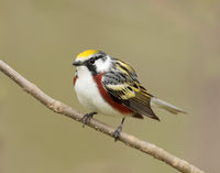 Chestnut-sided Warbler Setophaga pensylvanica