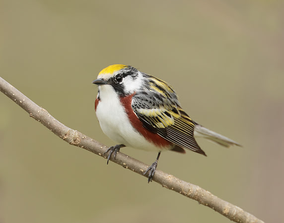 Chestnut-sided Warbler Setophaga pensylvanica