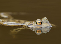 Common Toad Bufo bufo