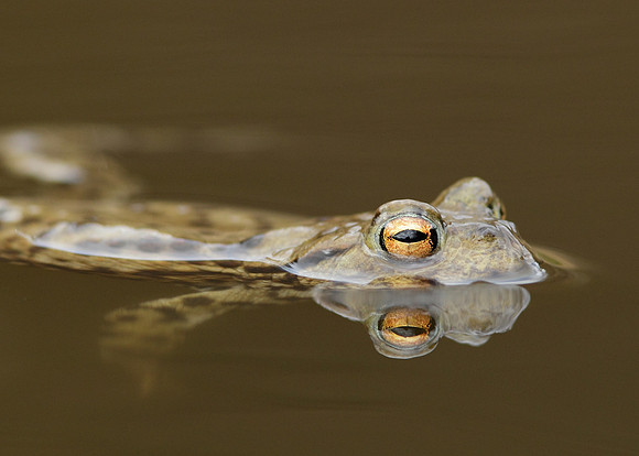 Common Toad Bufo bufo