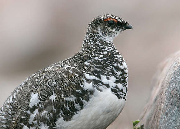 Ptarmigan Lagopus mutus