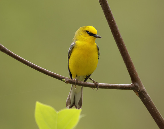 Blue-winged Warbler Vermivora cyanoptera