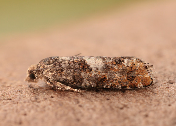 49.251 BF1146 Epinotia rubiginosana