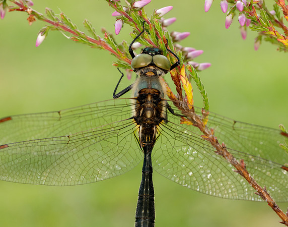 Northern Emerald Somatochlora arctica