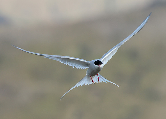 Arctic Tern Sterna paradisaea