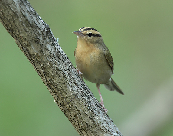 Worm-eating Warbler Helmitheros vermivorum