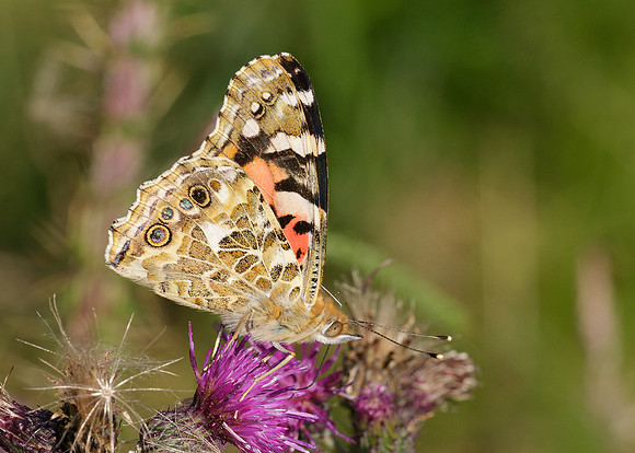 Painted Lady Vanessa cardui