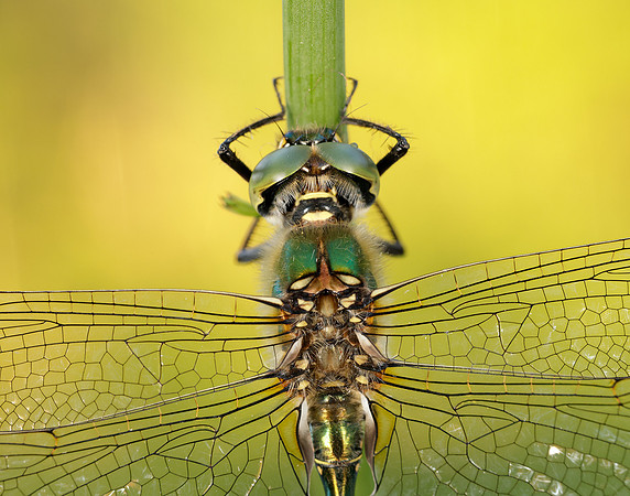 Brilliant Emerald Somatochlora metallica