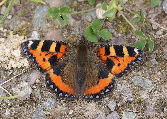 Small Tortoiseshell Aglais urticae