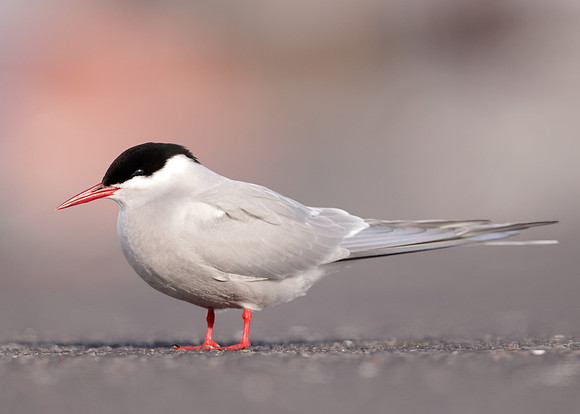 Arctic Tern Sterna paradisaea
