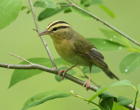 Worm-eating Warbler Helmitheros vermivorum
