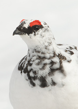 Ptarmigan Lagopus mutus